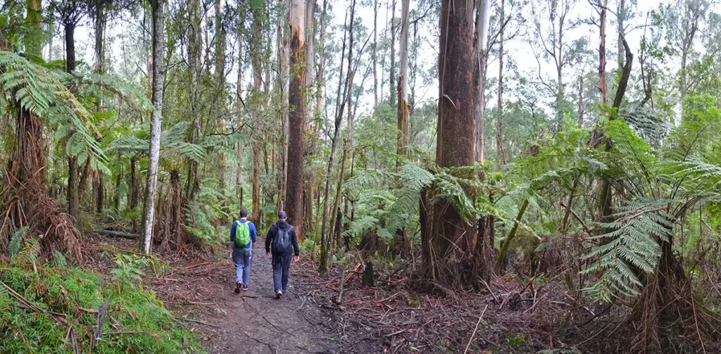 Two people doing the Sherbrooke Forrest Walk Track